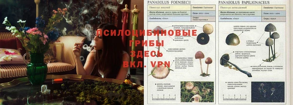 каннабис Аркадак